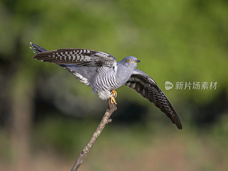 雄性杜鹃(Cuculus canorus)